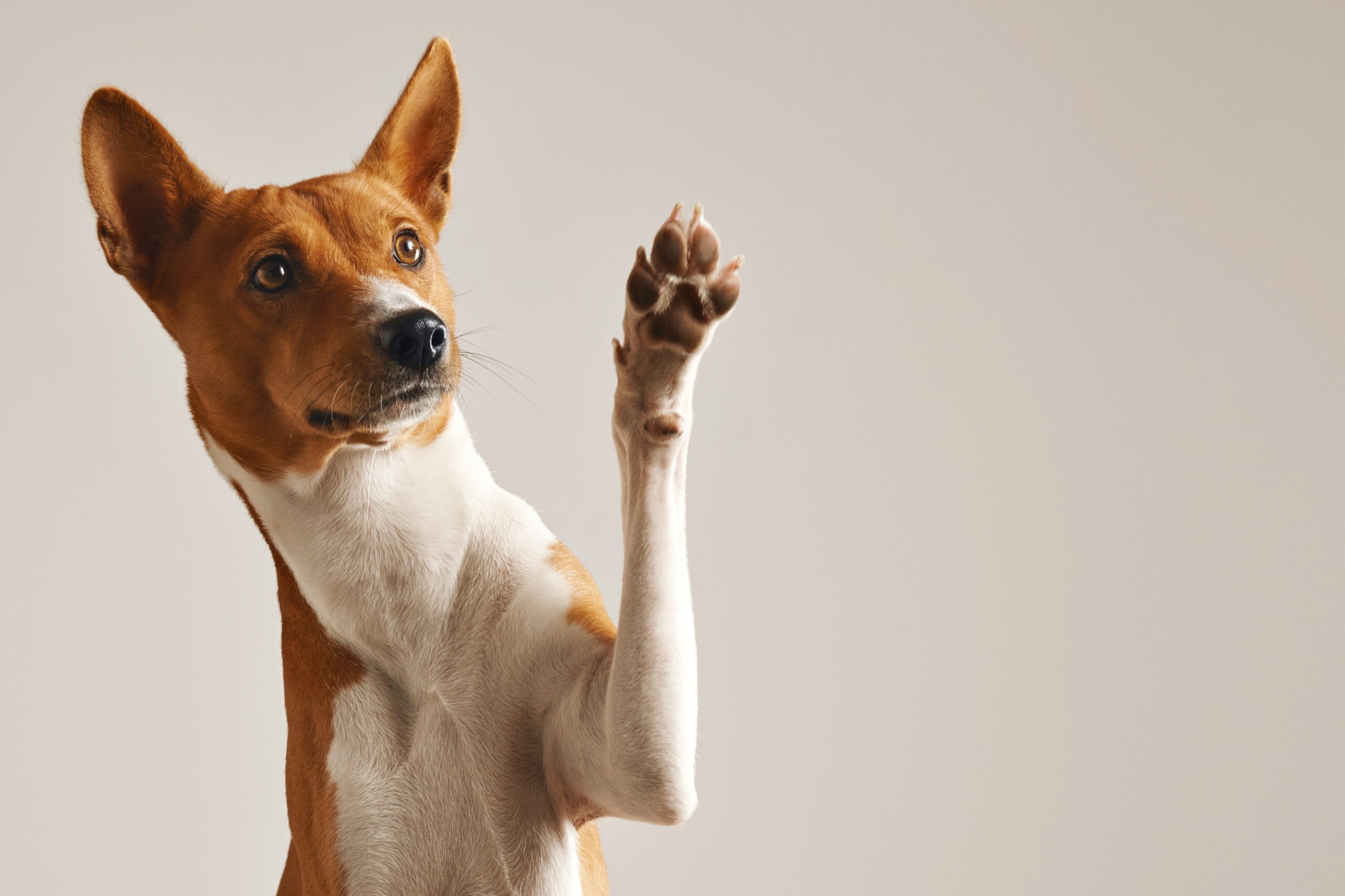 Perché la mousse shampoo secco dovrebbe entrare nella routine di bellezza del tuo pet?