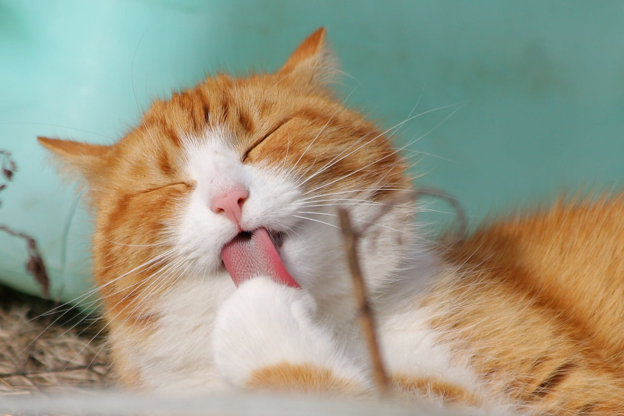 Perché i gatti si leccano? Il significato nascosto dietro questo comportamento felino