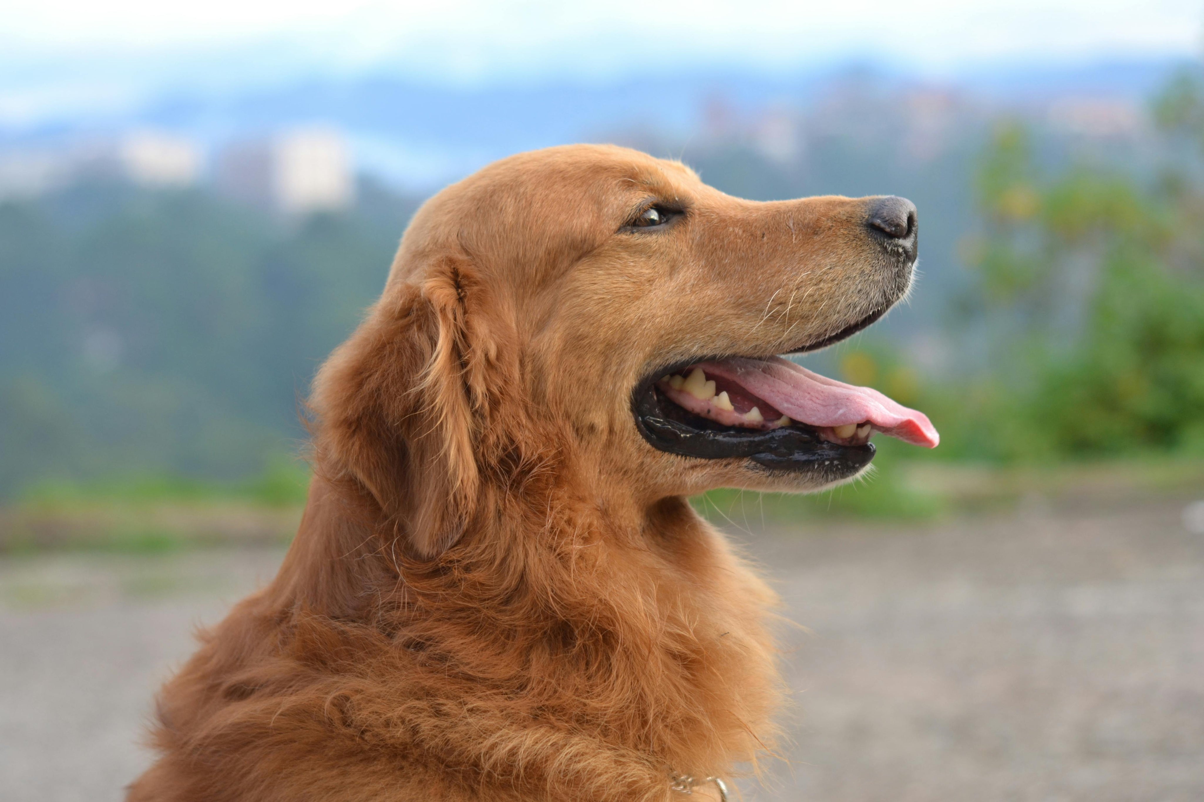 Come mantenere il cane pulito e profumato tra un bagno e l’altro: consigli pratici e prodotti dedicati