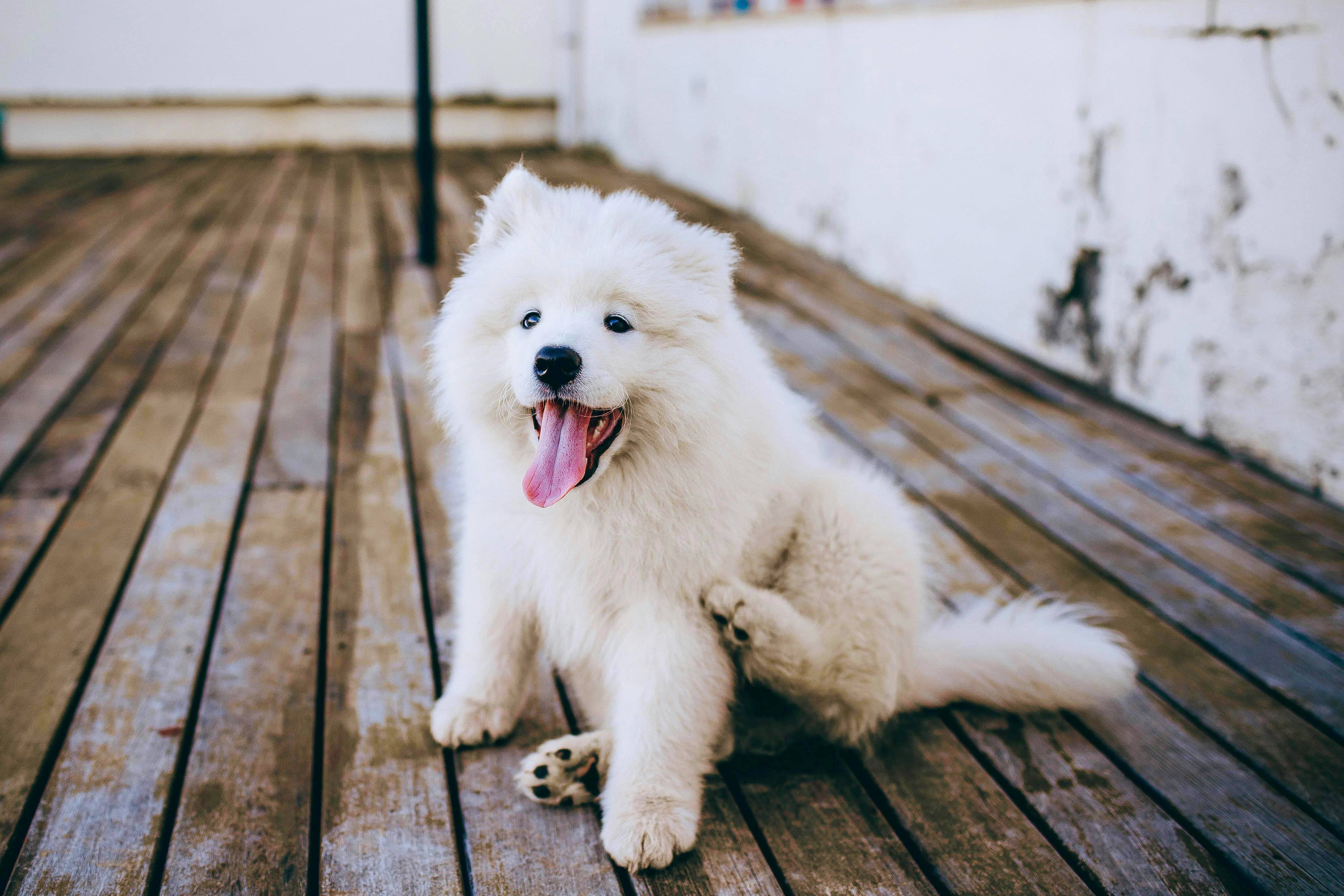 Pelo bianco, non chimico: la differenza del nostro shampoo antigiallo per cani e gatti
