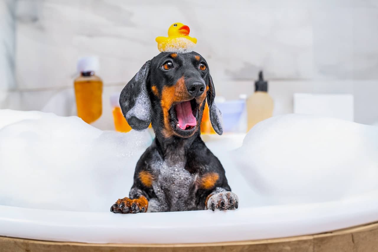 cane-shampoo.jpg