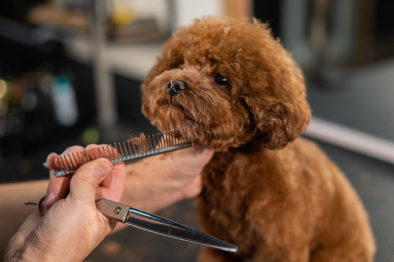 Listino e promozioni dedicate ai professionisti del settore pet